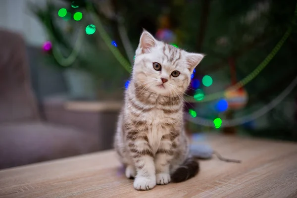 고양이는 얼룩덜룩 고양이 Burma Munchkin 고양이 고양이 귀엽고 고양이 고양이 — 스톡 사진