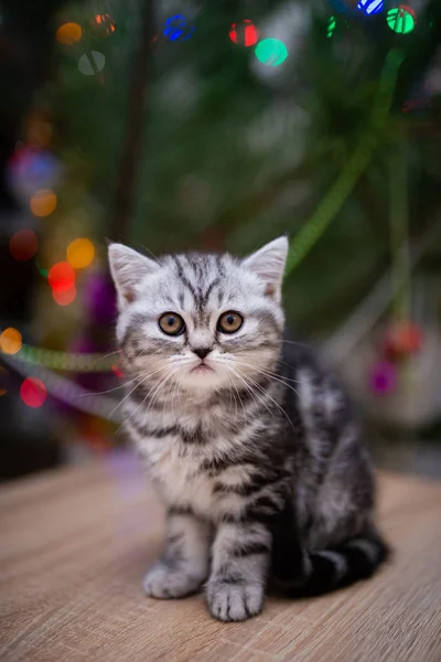 Kätzchen Schottische Britische Katze Burma Munchkin Animals Cat Kitten Tier — Stockfoto