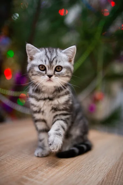 Kattunge Skotsk Brittisk Katt Burma Munchkin Djur Katt Kattunge Djur — Stockfoto