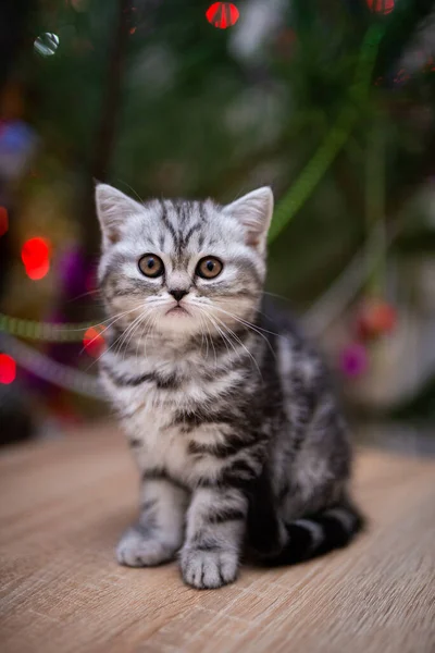 Gatinho Escocês Britânico Gato Birma Munchkin Animais Gato Gatinho Animal — Fotografia de Stock