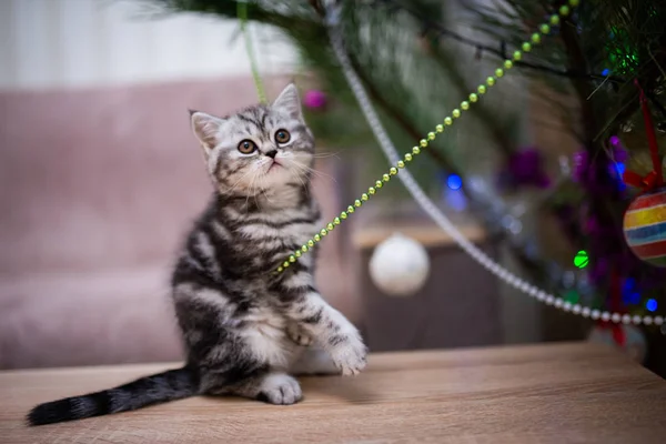 Gatinho Escocês Britânico Gato Birma Munchkin Animais Gato Gatinho Animal — Fotografia de Stock