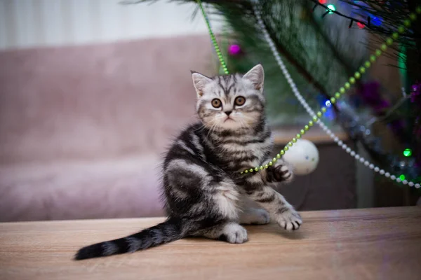 고양이는 얼룩덜룩 고양이 Burma Munchkin 고양이 고양이 귀엽고 고양이 고양이 — 스톡 사진