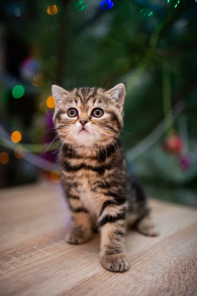 Kitten Schots Britse Kat Burma Munchkin Dieren Kat Kitten Dier — Stockfoto