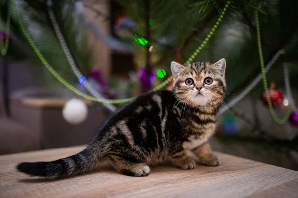 Gatinho Escocês Britânico Gato Birma Munchkin Animais Gato Gatinho Animal — Fotografia de Stock