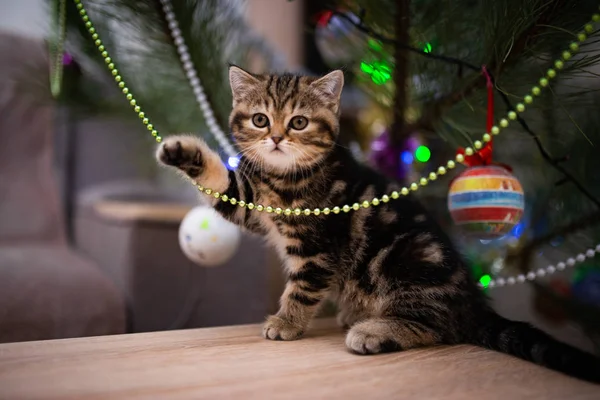 Kitten Scottish British Cat Burma Munchkin Animals Grooming Cat Kitten — Stock Photo, Image