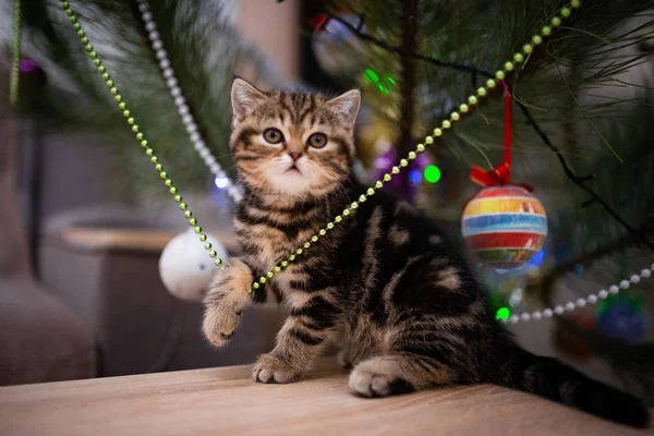 Koťátko Skotský Britský Kočka Barma Munchkin Zvířata Péče Kočka Kotě — Stock fotografie