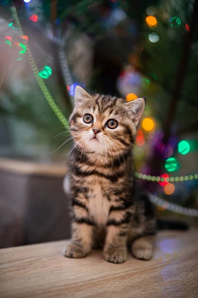 Kucing Skotlandia Kucing Burma Munchkin Hewan Memelihara Kucing Kucing Hewan — Stok Foto