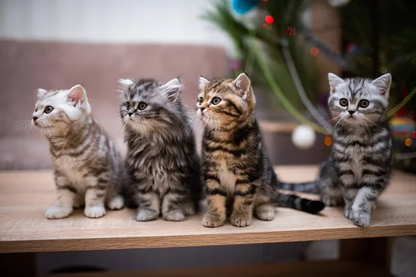 Kätzchen Schottisch Britisch Cat Burma Munchkin Animals Grooming Cat Kitten — Stockfoto