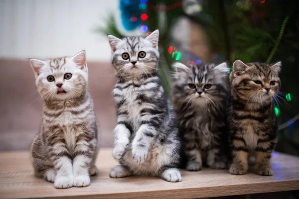 Gatinho Escocês Britânico Gato Birma Munchkin Animais Aliciamento Gato Gatinho — Fotografia de Stock