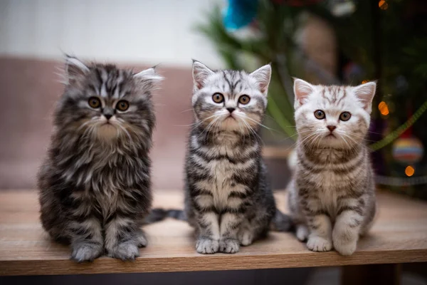 Kätzchen Schottisch Britisch Cat Burma Munchkin Animals Grooming Cat Kitten — Stockfoto