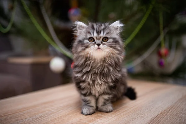 Gatinho Escocês Britânico Gato Birma Munchkin Animais Aliciamento Gato Gatinho — Fotografia de Stock