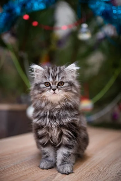 Kedi, kedi, kedi, kedi, kedi, kedi, hayvan, sevimli, beyaz, kedi, evcil, kürk, tapılası, mavi, kedi, tüylü, safkan, oturma, steyşın, İran, memeli, güzel, portre, İngiliz, İskoç, 