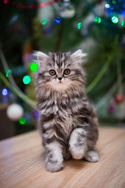 Gatinho Escocês Britânico Gato Birma Munchkin Animais Aliciamento Gato Gatinho — Fotografia de Stock