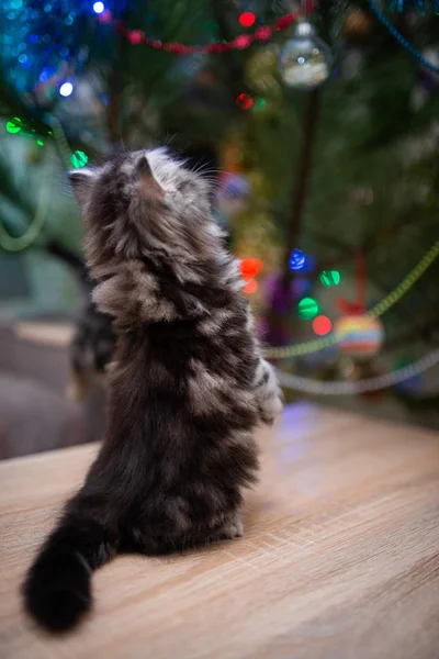 Gatinho Escocês Britânico Gato Birma Munchkin Animais Aliciamento Gato Gatinho — Fotografia de Stock