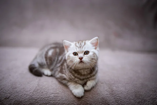 Kätzchen Schottisch Britisch Cat Burma Munchkin Animals Grooming Cat Kitten — Stockfoto