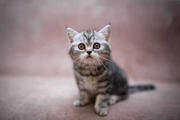 Kiscica Skót Brit Macska Burma Munchkin Állatok Ápolás Macska Cica — Stock Fotó