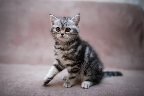 子猫スコットランド英国猫バーママンチキン動物グルーミング猫 ペット かわいい 愛らしい ふわふわ 座って 短い髪 ペルシャ 哺乳類 美しい — ストック写真