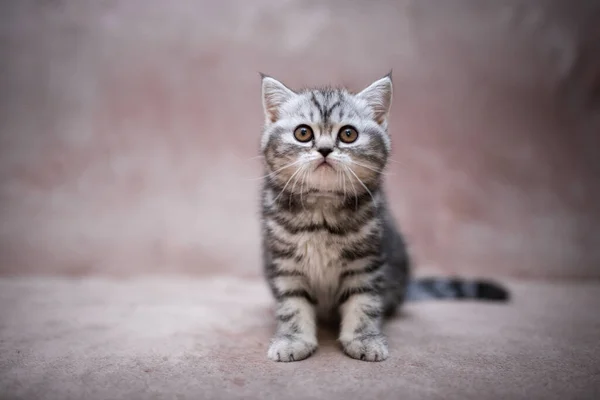 Kedi Kedi Kedi Kedi Kedi Kedi Hayvan Sevimli Beyaz Kedi — Stok fotoğraf