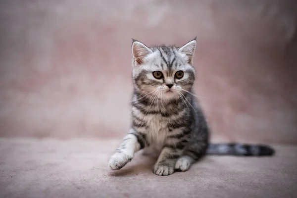 Kätzchen Schottisch Britisch Cat Burma Munchkin Animals Grooming Cat Kitten — Stockfoto