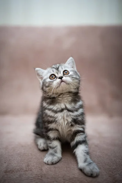 Poesje Schots Brits Poesje Burma Munchkin Animals Grooming Cat Kitten — Stockfoto