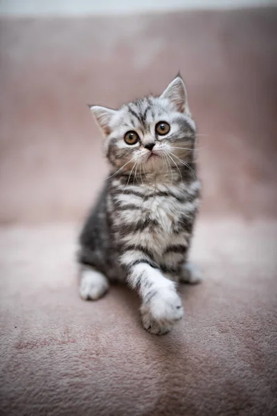 Gatito Escocés Gato Británico Birmania Munchkin Animales Aseo Gato Gatito — Foto de Stock