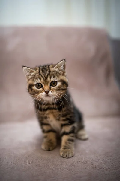 Gattino Scozzese Britannico Gatto Burma Munchkin Animali Governare Gatto Gattino — Foto Stock