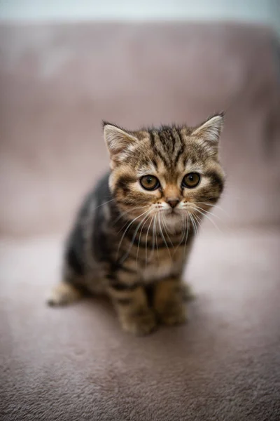 Gatinho Escocês Britânico Gato Birma Munchkin Animais Aliciamento Gato Gatinho — Fotografia de Stock