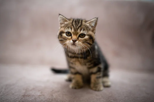 Kitten Scottish British Cat Burma Munchkin Animals Grooming Cat Kitten — Stock Photo, Image