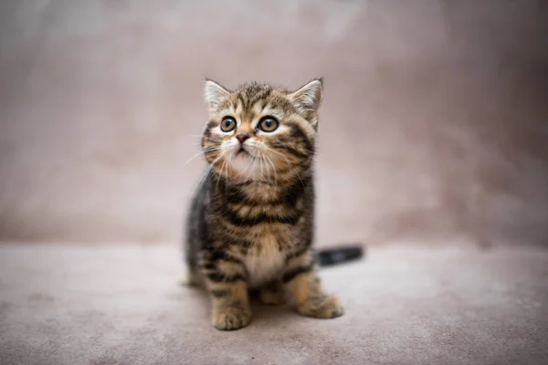 Gatinho Escocês Britânico Gato Birma Munchkin Animais Aliciamento Gato Gatinho — Fotografia de Stock