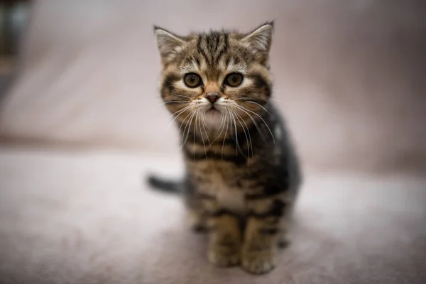 Kitten Scottish British Cat Burma Munchkin Animals Grooming Cat Kitten — Stock Photo, Image