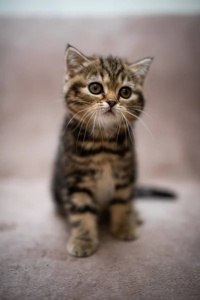 Kitten Scottish British Cat Burma Munchkin Animals Grooming Cat Kitten — Stock Photo, Image