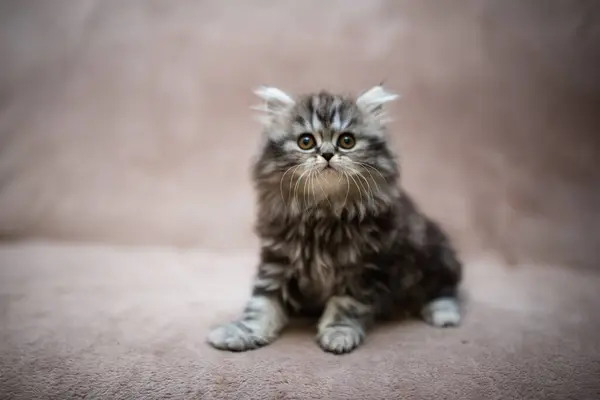 Kociak Szkocki Brytyjski Kot Birma Munchkin Zwierzęta Uwodzenie Kot Kotek — Zdjęcie stockowe