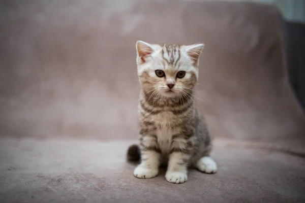 Kedi Kedi Kedi Kedi Kedi Kedi Hayvan Sevimli Beyaz Kedi — Stok fotoğraf