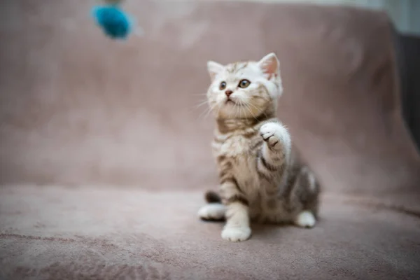 Poesje Schots Brits Poesje Burma Munchkin Animals Grooming Cat Kitten — Stockfoto