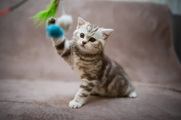 Gatinho Escocês Britânico Gato Birma Munchkin Animais Aliciamento Gato Gatinho — Fotografia de Stock