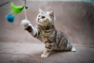 Kedi, kedi, kedi, kedi, kedi, kedi, hayvan, sevimli, beyaz, kedi, evcil, kürk, tapılası, mavi, kedi, tüylü, safkan, oturma, steyşın, İran, memeli, güzel, portre, İngiliz, İskoç, 