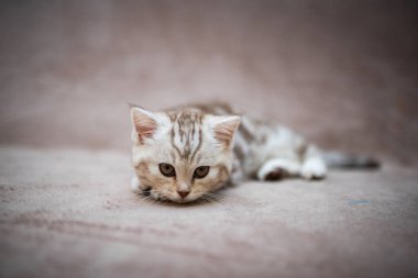 Kedi, kedi, kedi, kedi, kedi, kedi, hayvan, sevimli, beyaz, kedi, evcil, kürk, tapılası, mavi, kedi, tüylü, safkan, oturma, steyşın, İran, memeli, güzel, portre, İngiliz, İskoç, 