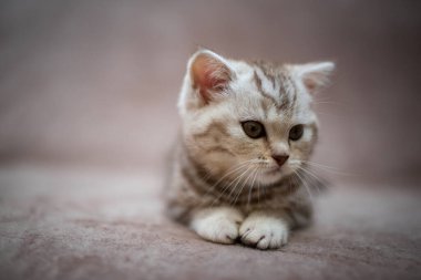 Kedi, kedi, kedi, kedi, kedi, kedi, hayvan, sevimli, beyaz, kedi, evcil, kürk, tapılası, mavi, kedi, tüylü, safkan, oturma, steyşın, İran, memeli, güzel, portre, İngiliz, İskoç, 