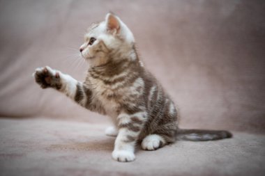 Kedi, kedi, kedi, kedi, kedi, kedi, hayvan, sevimli, beyaz, kedi, evcil, kürk, tapılası, mavi, kedi, tüylü, safkan, oturma, steyşın, İran, memeli, güzel, portre, İngiliz, İskoç, 