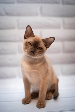 Kedi yavrusu İskoç kedisi İngiliz kedisi Burma cüce hayvan tımarlıyor