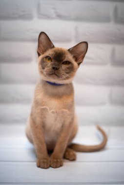 Kedi yavrusu İskoç İngiliz kedisi Burma cüce hayvanlar