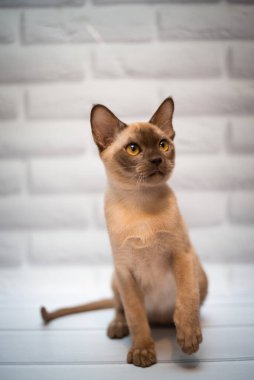 Kedi yavrusu İskoç İngiliz kedisi Burma cüce hayvanlar