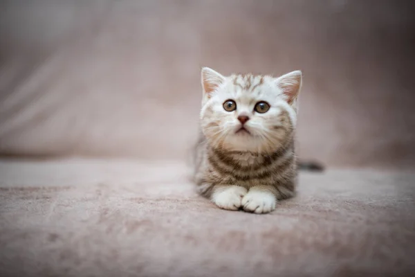 Kattunge Skotsk Brittisk Katt Burma Munchkin Djur Grooming Katt Kattunge — Stockfoto
