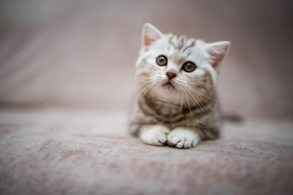 Kociak Szkocki Brytyjski Kot Birma Munchkin Zwierzęta Uwodzenie Kot Kotek — Zdjęcie stockowe