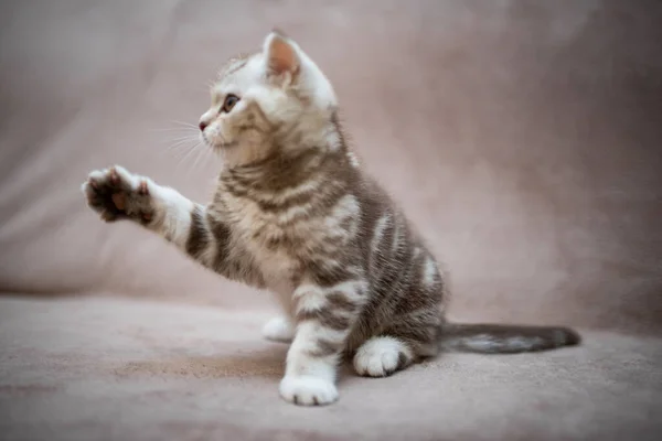 Kitten Scottish British Cat Burma Munchkin Animals Grooming Cat Kitten — Stock Photo, Image