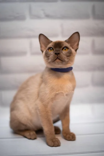 Kattunge Skotsk Brittisk Katt Burma Munchkin Djur Grooming — Stockfoto