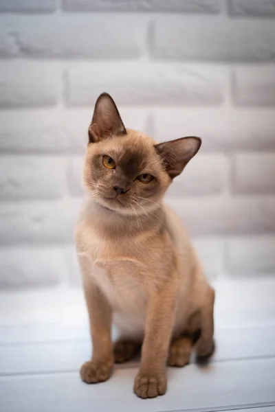Gattino Scozzese Britannico Gatto Birmania Munchkin Animali Toelettatura — Foto Stock