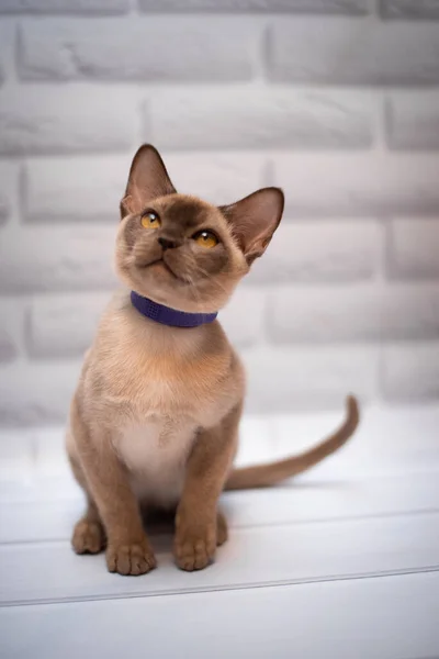 Kattunge Skotsk Brittisk Katt Burma Munchkin Djur — Stockfoto