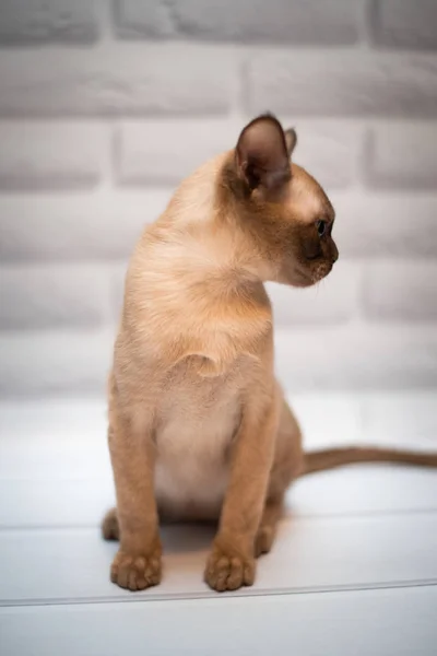 Kattunge Skotsk Brittisk Katt Burma Munchkin Djur — Stockfoto