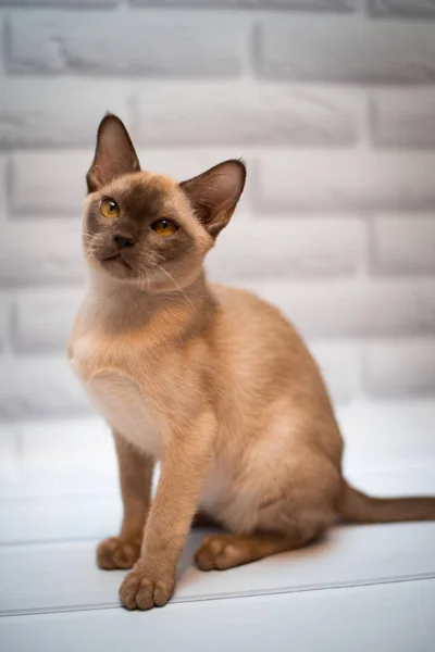 Котята Шотландские Британские Кошки Бирманские Жевуны — стоковое фото